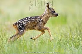 Attēlu rezultāti vaicājumam “Capreolus capreolus”