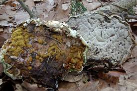 Attēlu rezultāti vaicājumam “Hypocrea pulvinata”