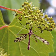 Attēlu rezultāti vaicājumam “Tipulidae”