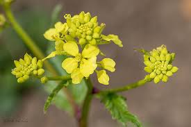 Attēlu rezultāti vaicājumam “Sinapis arvensis”