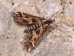 Attēlu rezultāti vaicājumam “Diasemia reticularis”