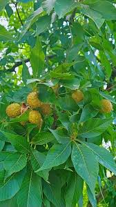 Attēlu rezultāti vaicājumam “Aesculus flava fruit”