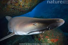 Image result for Carcharias taurus