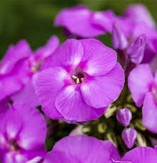 Image result for Phlox (großblumig)