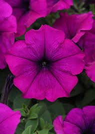 Image result for Petunia hybrida