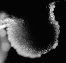 Attēlu rezultāti vaicājumam “Bactridium flavum”