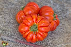 Afbeeldingsresultaat voor costoluto genovese tomato