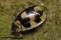 Attēlu rezultāti vaicājumam “Propylea quatuordecimpunctata”