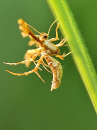 Attēlu rezultāti vaicājumam “Cnaemidophorus rhododactyla”