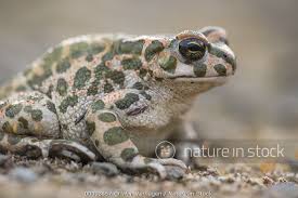 Attēlu rezultāti vaicājumam “Pseudepidalea viridis”