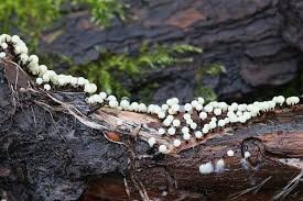 Attēlu rezultāti vaicājumam “Lamproderma nigrescens”