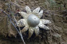 Attēlu rezultāti vaicājumam “Diderma subincarnatum”