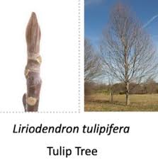 Attēlu rezultāti vaicājumam “Liriodendron tulipifera bud”