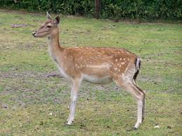 Attēlu rezultāti vaicājumam “Dama dama”