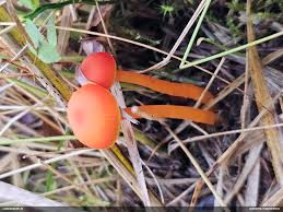 Attēlu rezultāti vaicājumam “Diderma ochraceum young”