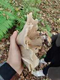 Attēlu rezultāti vaicājumam “Vouauxiomyces santessonii”