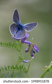 Attēlu rezultāti vaicājumam “Agrodiaetus amandus female”