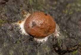 Attēlu rezultāti vaicājumam “Enteridium liceoides macro”