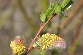 Attēlu rezultāti vaicājumam “Salix myrsinifolia”
