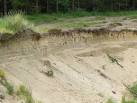 feeding their young in the burrows they had made in this sand dune above - via Daymix