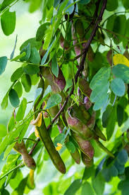 Attēlu rezultāti vaicājumam “Robinia pseudoacacia fruit”