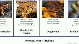 Attēlu rezultāti vaicājumam “Trichia scabra”