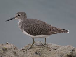 Attēlu rezultāti vaicājumam “Actitis hypoleucos”