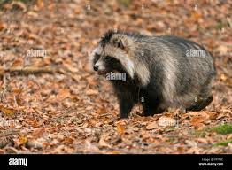 Attēlu rezultāti vaicājumam “Nyctereutes procyonoides”
