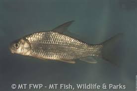 Image result for Carpiodes carpio