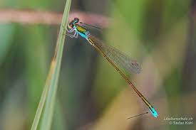 Attēlu rezultāti vaicājumam “Nehalennia speciosa”