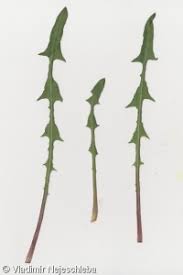 Attēlu rezultāti vaicājumam “Taraxacum suecicum”