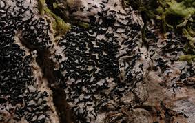 Attēlu rezultāti vaicājumam “Opegrapha atra”