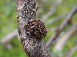 Attēlu rezultāti vaicājumam “Cetraria sepincola”