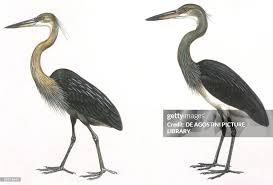 Attēlu rezultāti vaicājumam “Ciconiiformes”