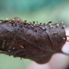 Attēlu rezultāti vaicājumam “Craterium minutum cf. var. brunneum macro”