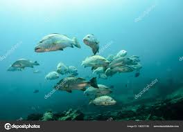 Image result for Lutjanus novemfasciatus