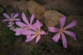 Image result for Herbstzeitlose