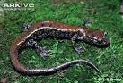 Red-cheeked salamander videos, photos and facts - Plethodon.