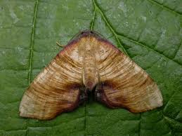 Attēlu rezultāti vaicājumam “Plagodis dolabraria”