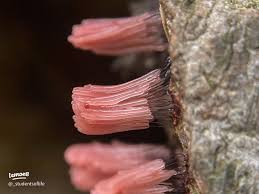 Attēlu rezultāti vaicājumam “Dictydiaethalium plumbeum young”