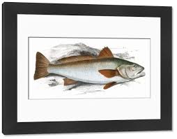 Image result for Sciaena umbra