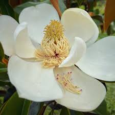 Attēlu rezultāti vaicājumam “Magnolia”