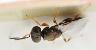 Attēlu rezultāti vaicājumam “Cladopodiella francisci macro”