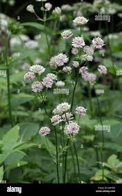Attēlu rezultāti vaicājumam “Astrantia major fruit”
