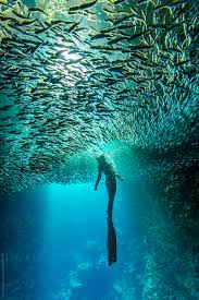 Image result for Scuba Skooling