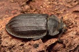 Attēlu rezultāti vaicājumam “Peltis grossa”