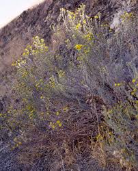 Attēlu rezultāti vaicājumam “Heterotrichia oerstedii (syn. Arcyria oerstedii) sessile”