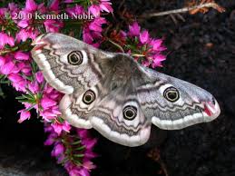 Attēlu rezultāti vaicājumam “Saturnia pavonia female”