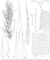 Attēlu rezultāti vaicājumam “Philonotis marchica”