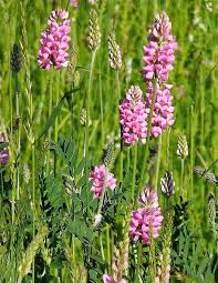 Attēlu rezultāti vaicājumam “Onobrychis arenaria fruit”